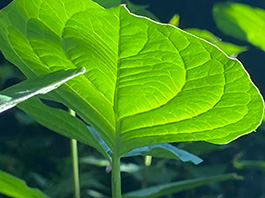 ein von der Sonne beleuchtetes rundes Blatt